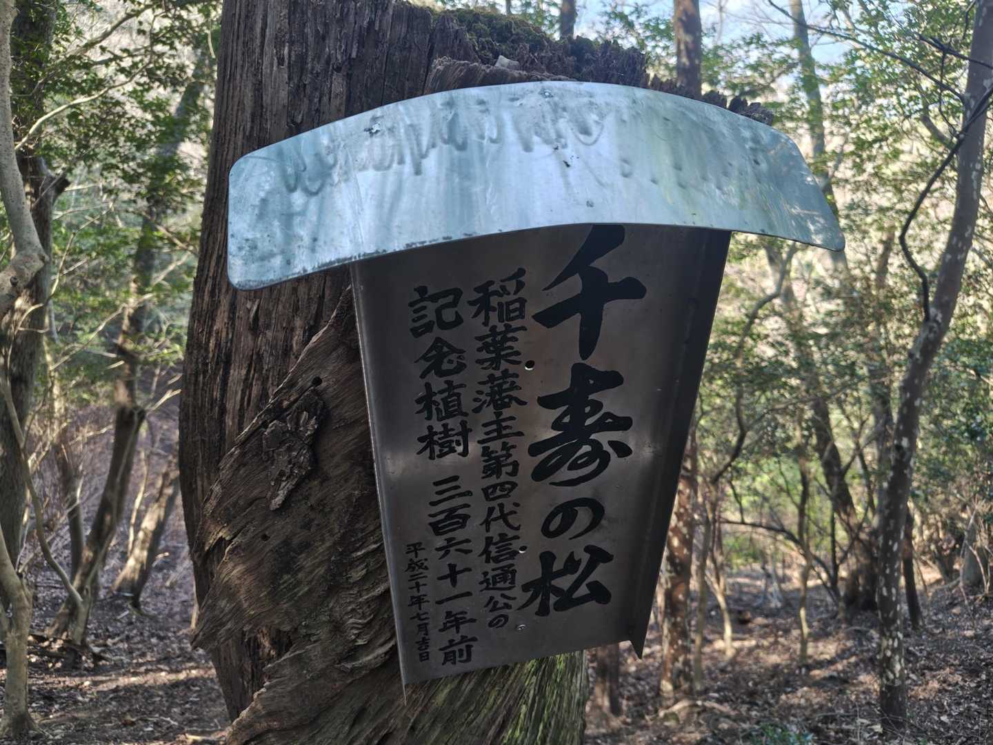 千寿の松
