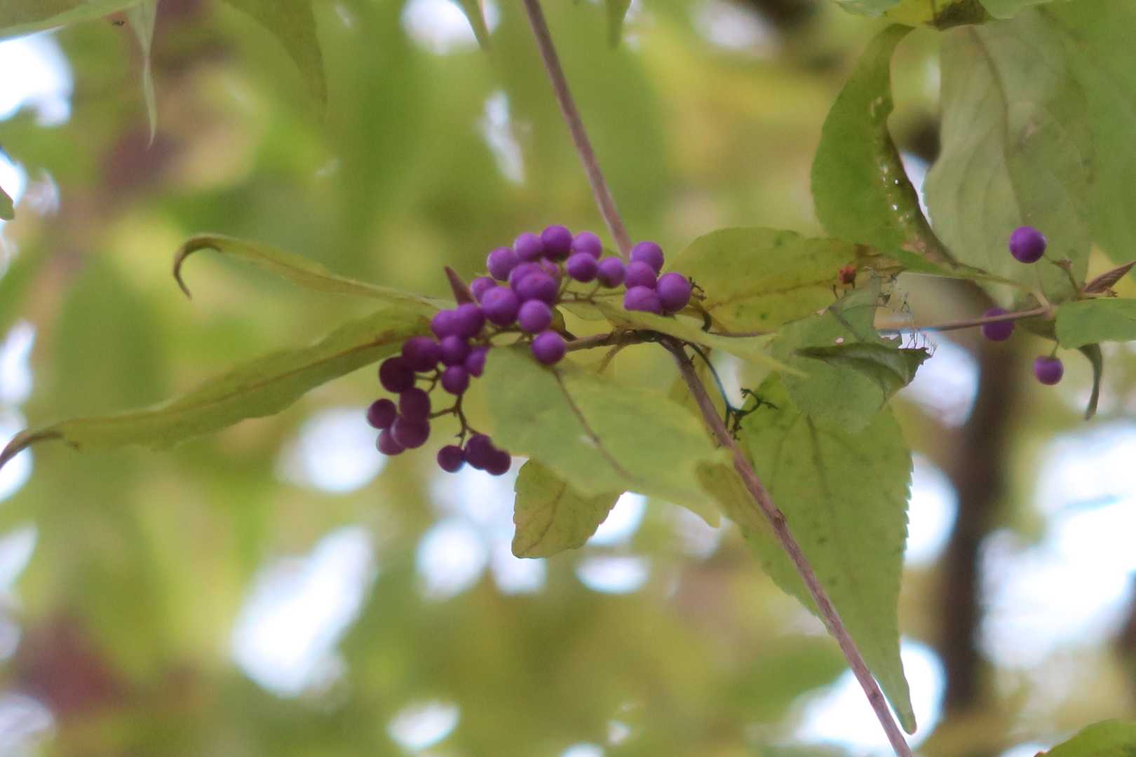 ムラサキシキブ