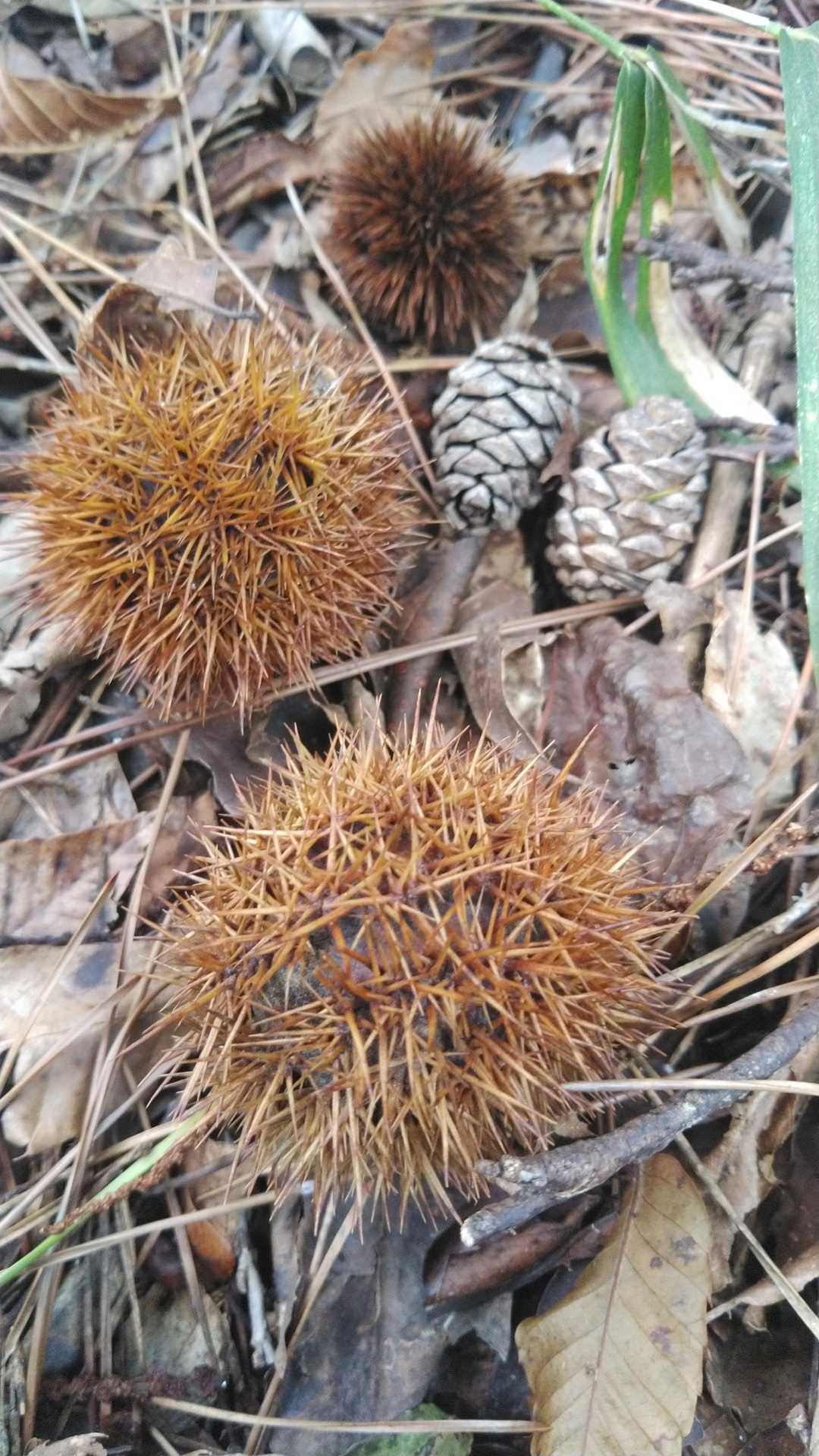 秋の味覚もゲット
🌰🌰🌰
三つの栗がジェットストリームアタックにみえて仕方がない
🤣🤣🤣
ちなみに
並べる時にトゲで攻撃されました😉