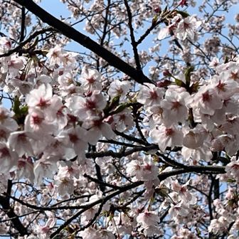 ここらがピーク🙌