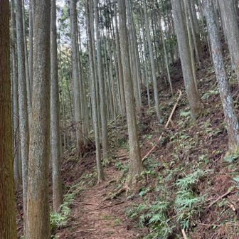 杉林の中の林道、踏み跡はしっかりです👍