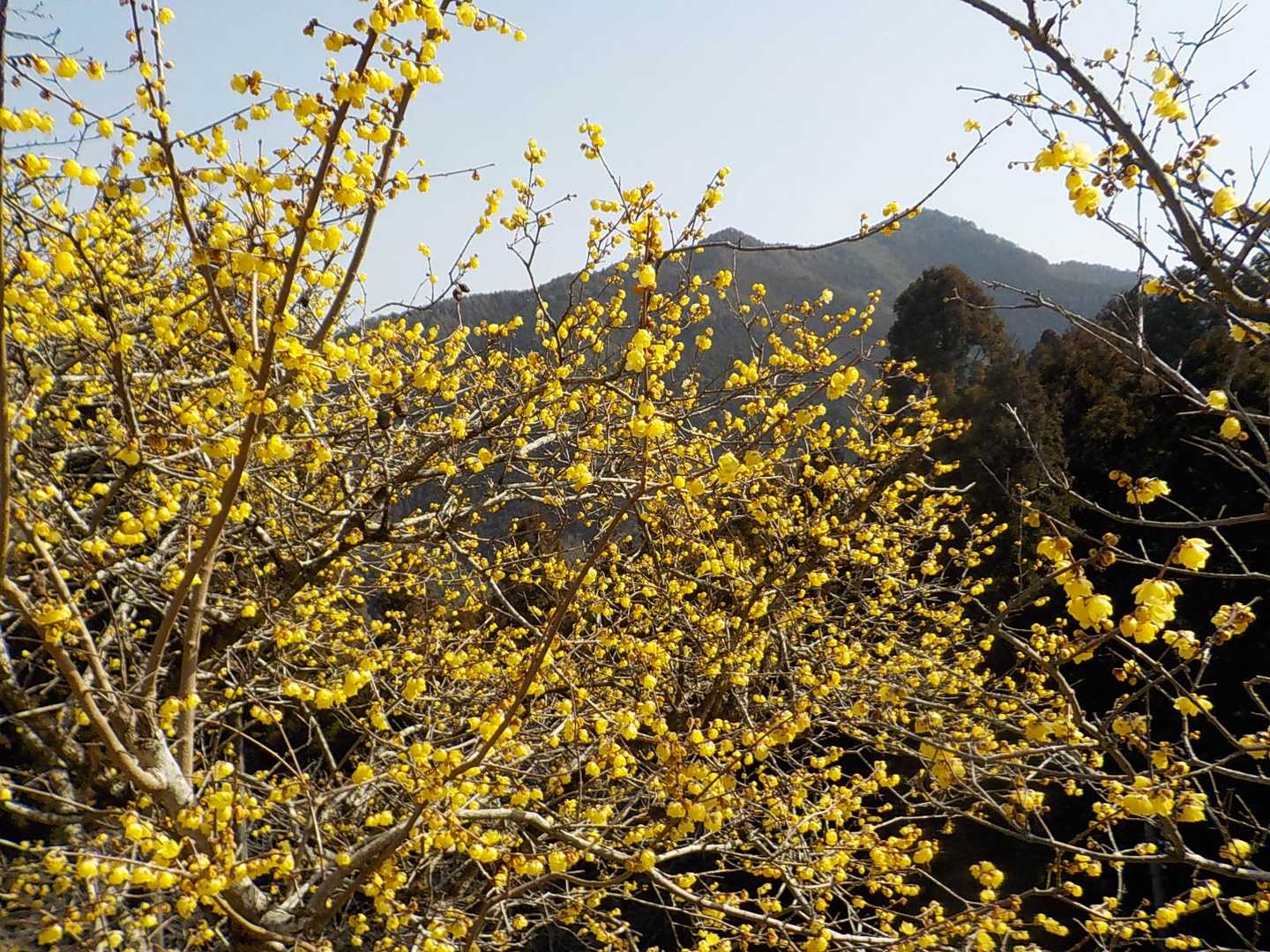 稱名寺-柚野山 周回コースの写真