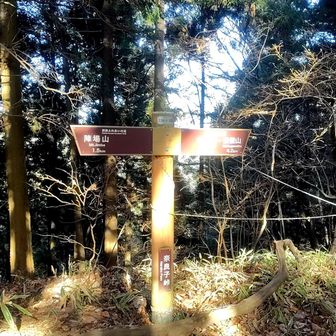 陣馬高尾縦走路に合流、急に賑やかになる