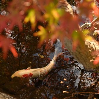 自然の音を楽しみたい