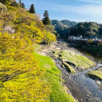 綺麗な 新緑💚