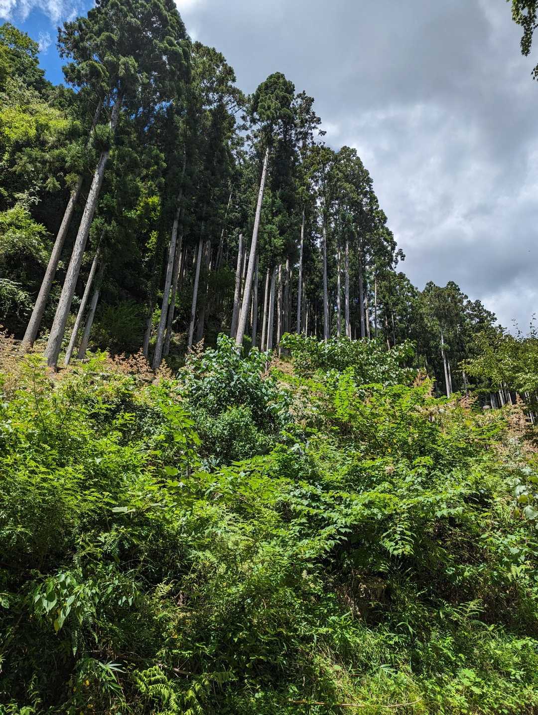 清々しい暑さ🥵　今日の京都は37℃位
熱中症警戒アラート発令中〜♬🎸
只、驚いたのは道の途中途中に「熊🐻出没注意!!」の立て看板があった事😫