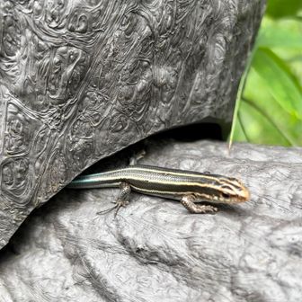🦎「なんかウルサイぞ…」
