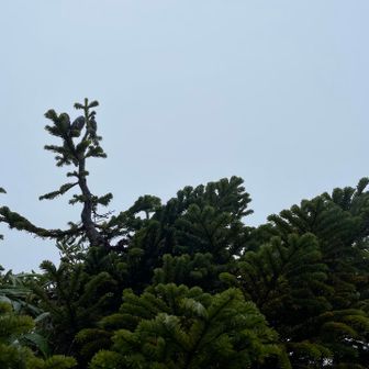 アオモリトドマツ