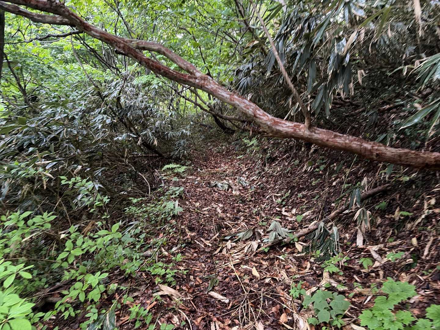 胎蔵-前医王山-三千坊 周回コースの写真