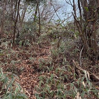 あともう少しで縦走路に着く