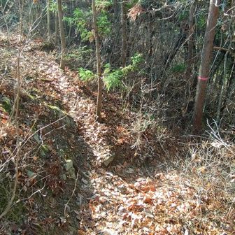 分岐、右側の古峯山方面尾根道へ進む。
案内表示なし。
右は秩父華厳の滝登山口方面。