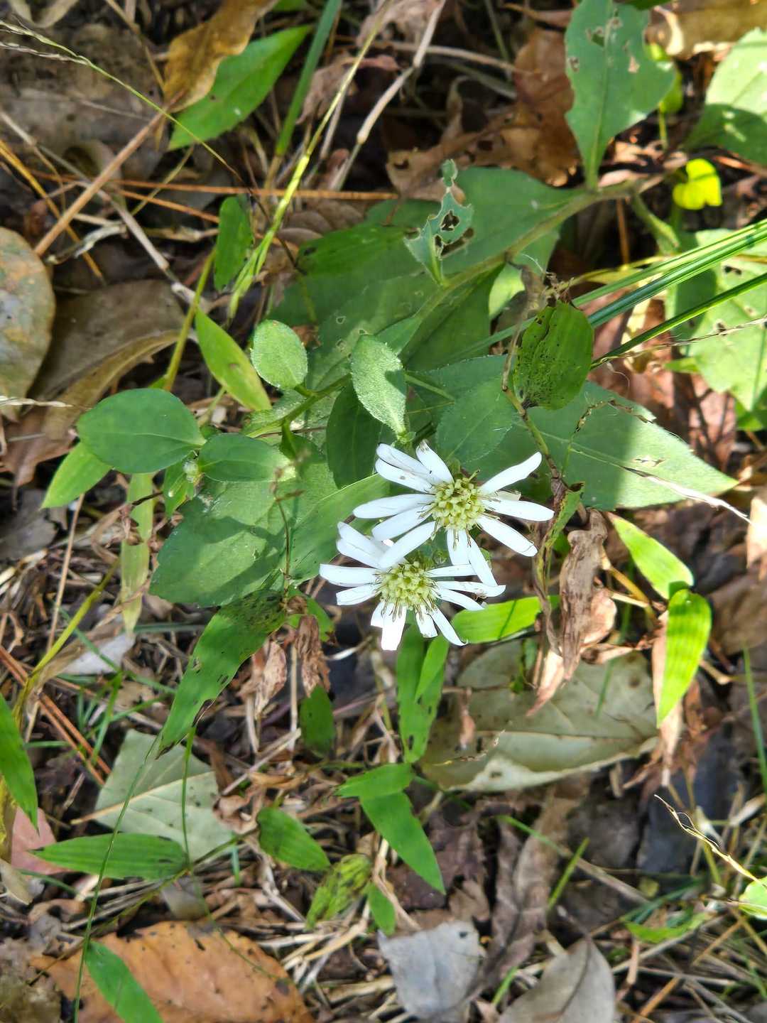 野菊