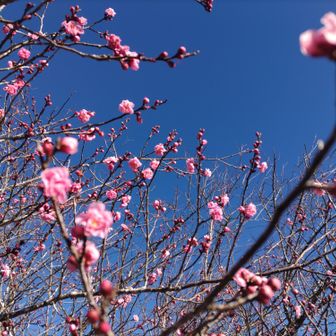 今度は梅💮です😊
春近し🌱