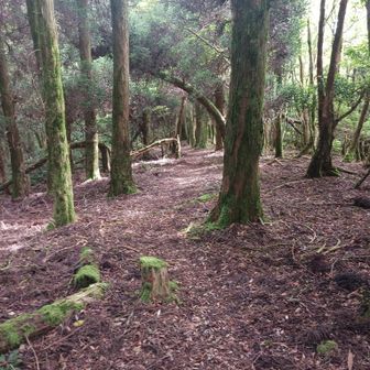 登山道は登ったり下ったり