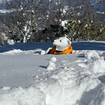 あっ！しろくま🐻‍❄️☝️
