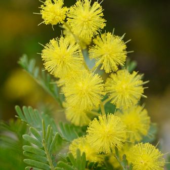 公園のところに輝いてた