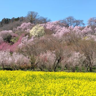 また菜の花畑に来てしまいました