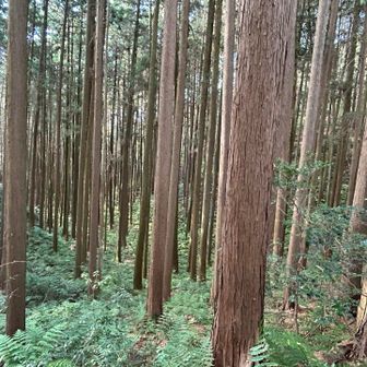 よく手入れされた森。