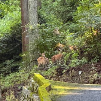 鹿さん達🦌がお出迎え