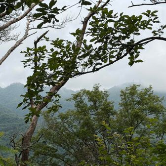 六甲最高峰付近は雲の中