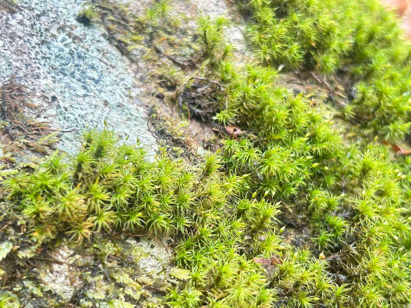 苔っちにとっては恵みの雨ね💚