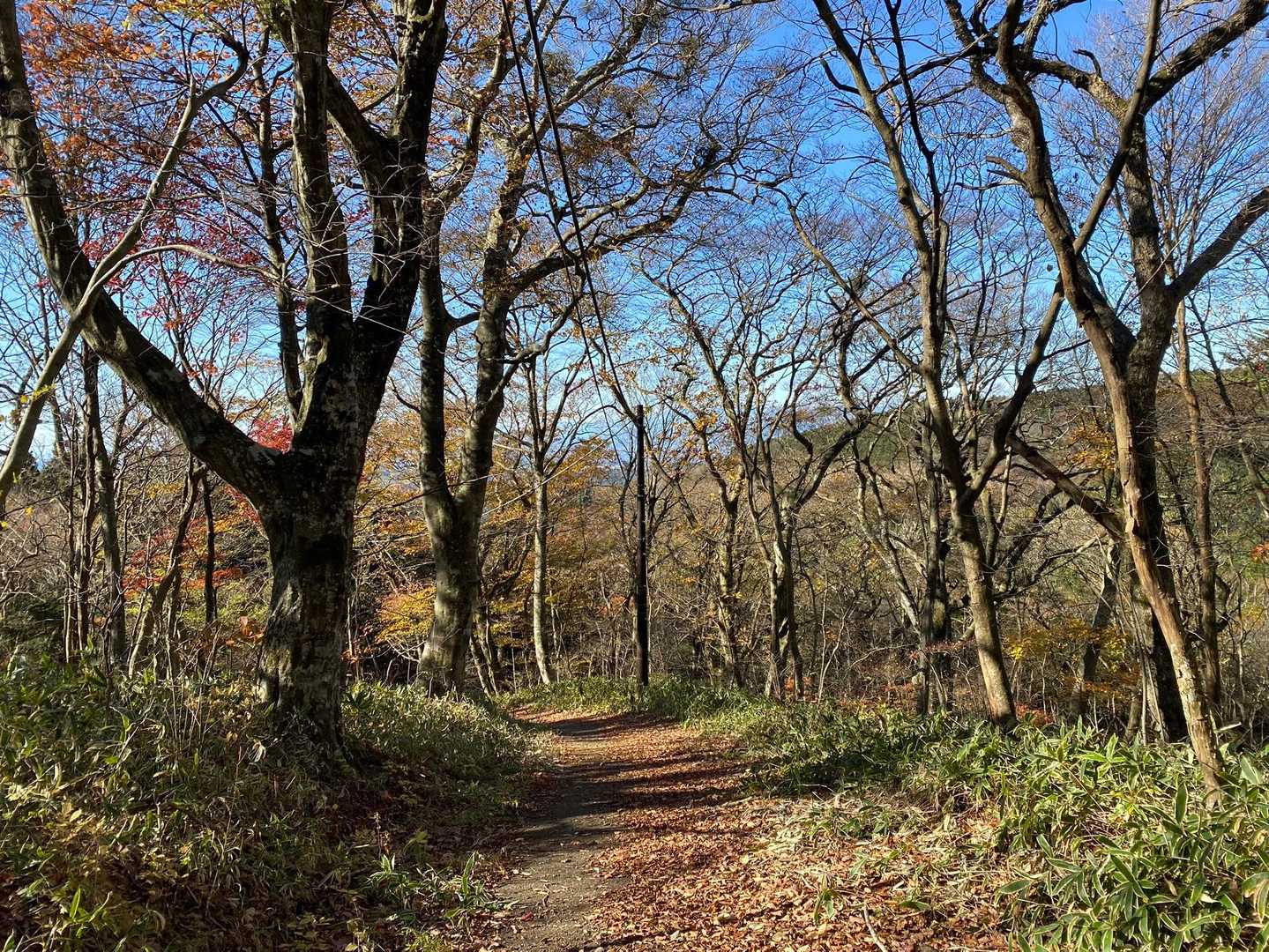 初めはコンクリート舗装のやや急な坂で、途中からは雑木林の中の登山道になりました
落葉した森に冷たい風が入り込みましたが、太陽の暖かい陽も差し込み、気持ちのよい山歩きです