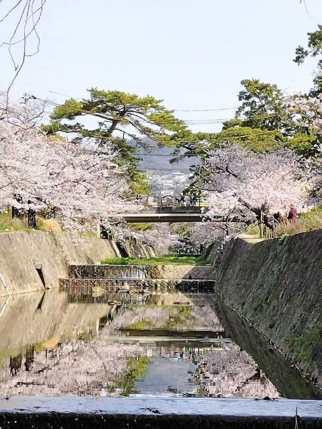 夙川の桜は上流の方がきれいに咲いていました🌸✨😍