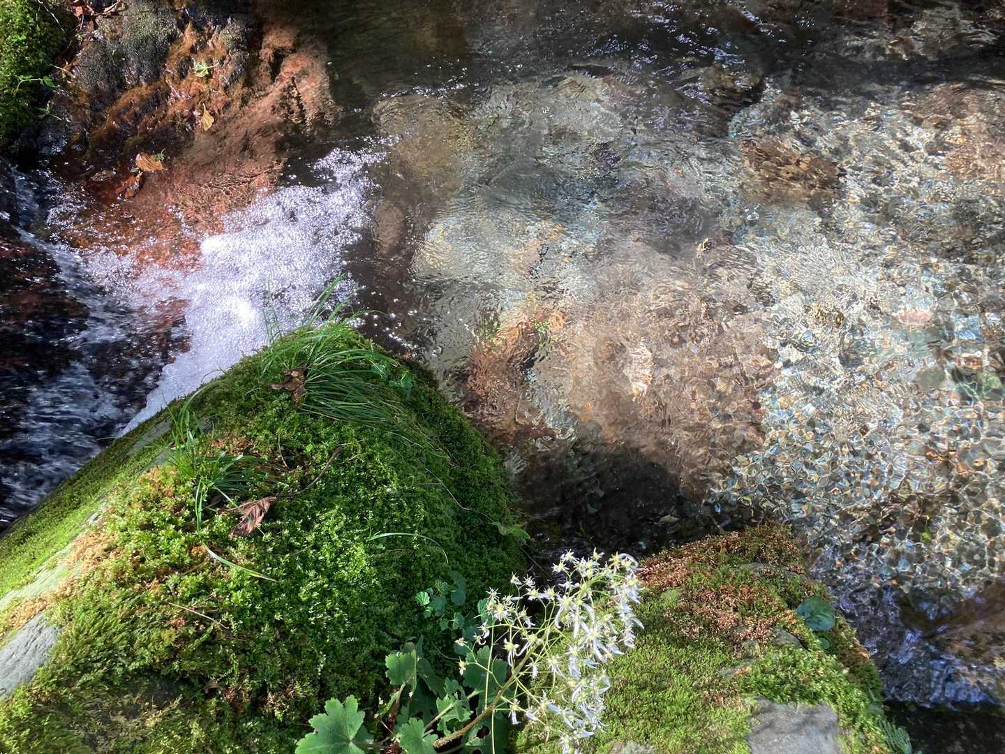 川の透明具合もよくわかりました。