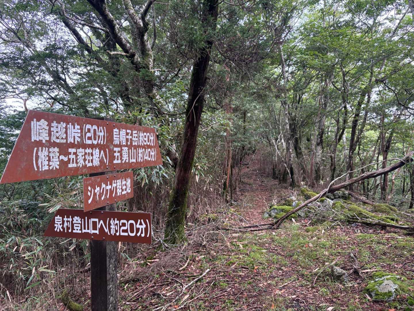 椎原越
烏帽子岳まで90分
ここから2回目の急登始まる
3回くらい急登あった😅