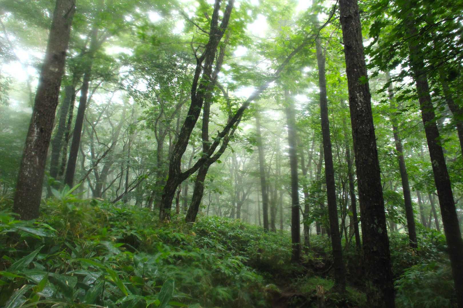 林の向こうを明かりが走る。
幻想的な空間😌。