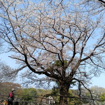 よこやまの道  終点