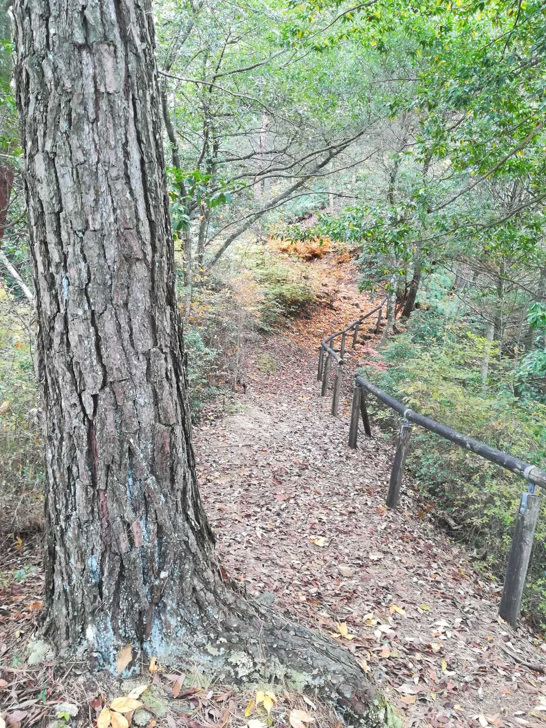 紅葉もまだ残ってて綺麗。😜