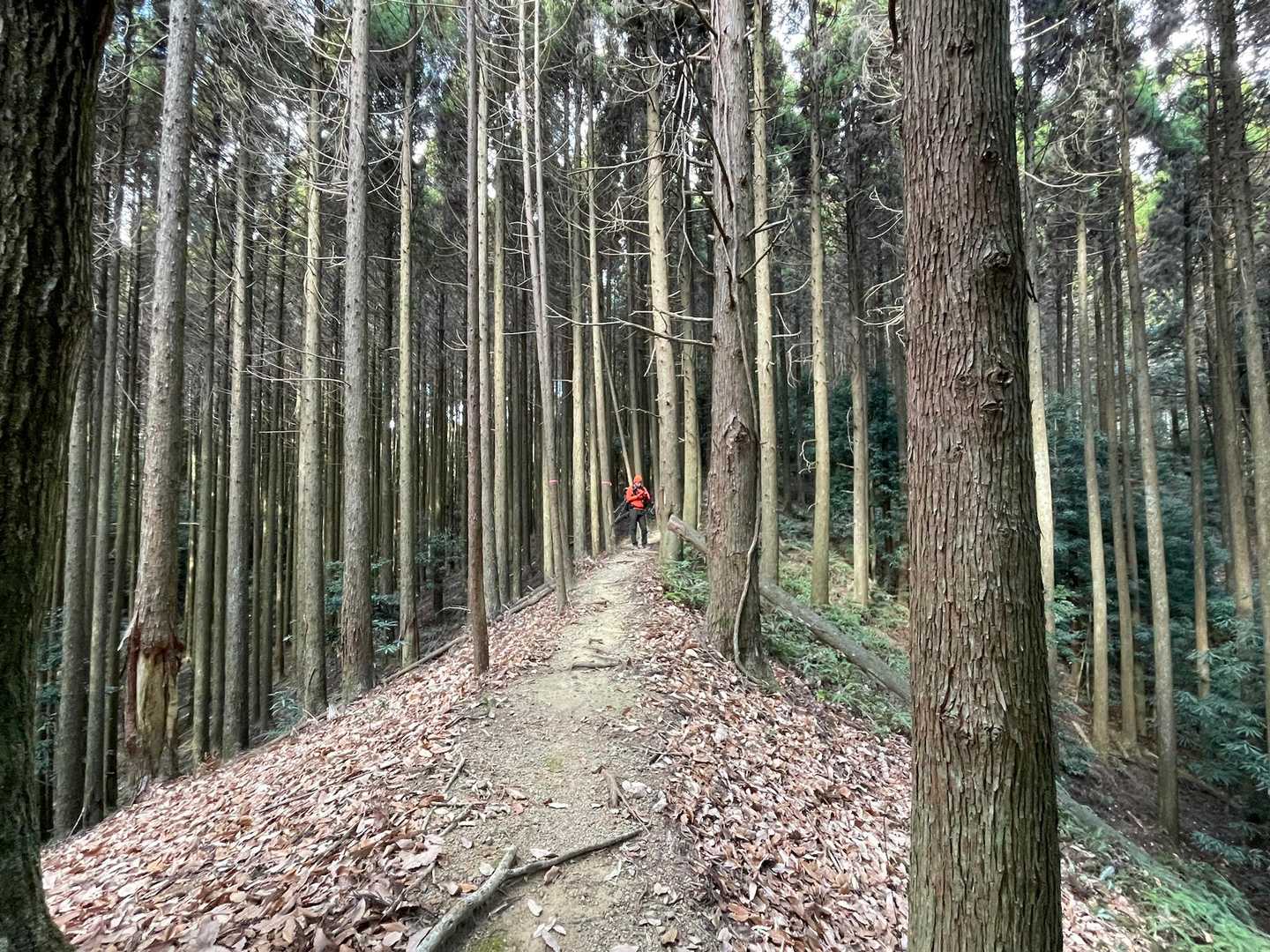 ここは　人生の並木道？
行ったことないけど😆