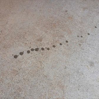 ドアを開けておいたら、すごく大きなスズメバチ🐝が入って来て、何か液体を垂らしていきました😱
これって毒⁉️
刺されなくて良かった〜💦