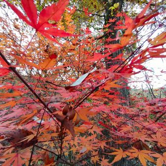 もみじ🍁
