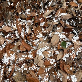 雪が降って来ました。
