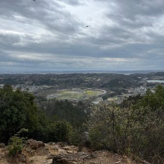 巾着田の桜良さそう
