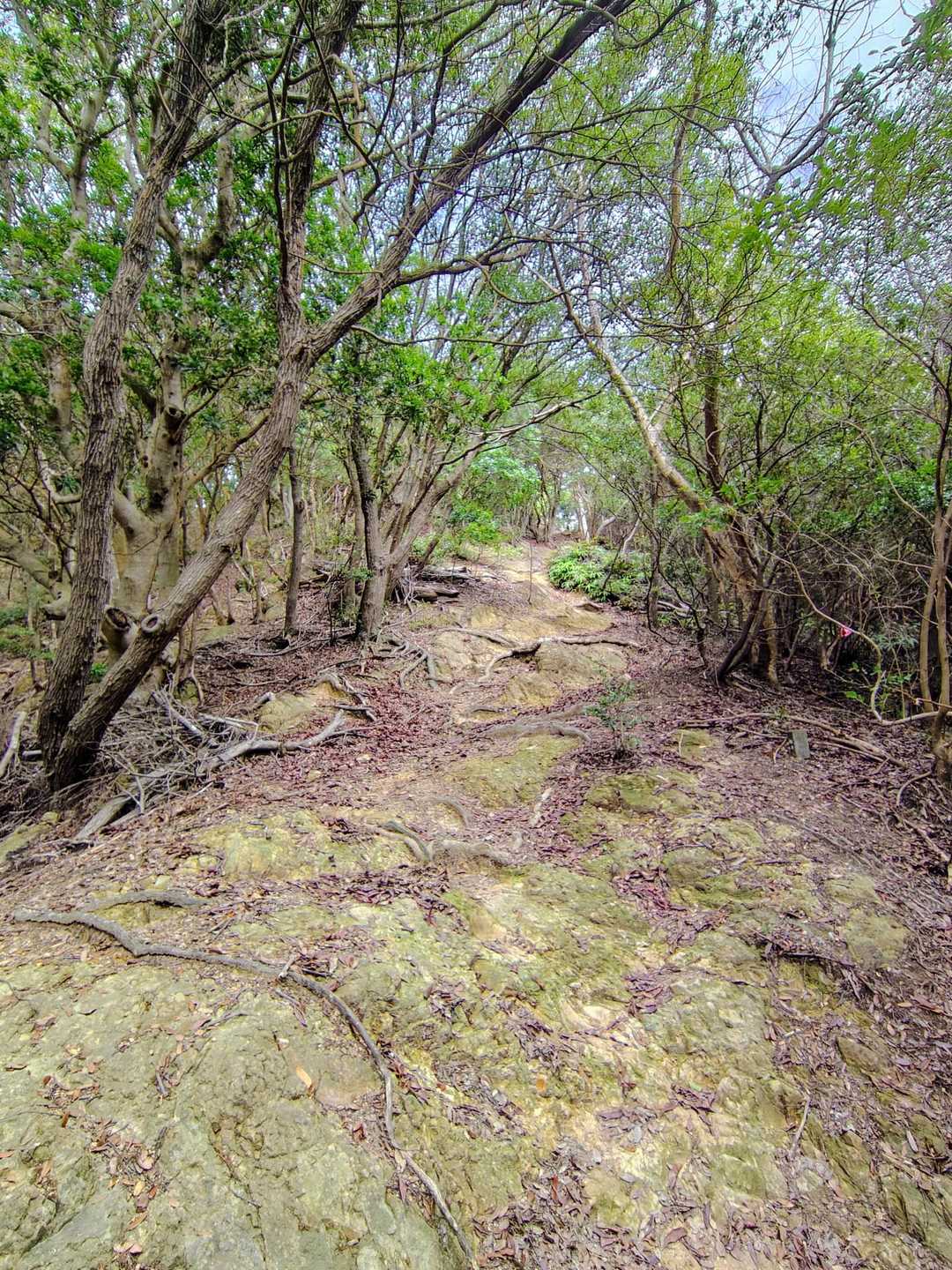 来た道を戻り 分岐で高森山方向へ🚶