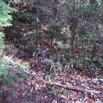 この辺りより林道から山道に入ります