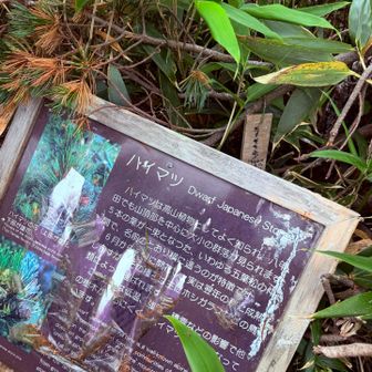 通り過ぎてたけど、この辺りが田茂萢岳山頂。
よく見るとハイマツ看板の奥に、、、。😳