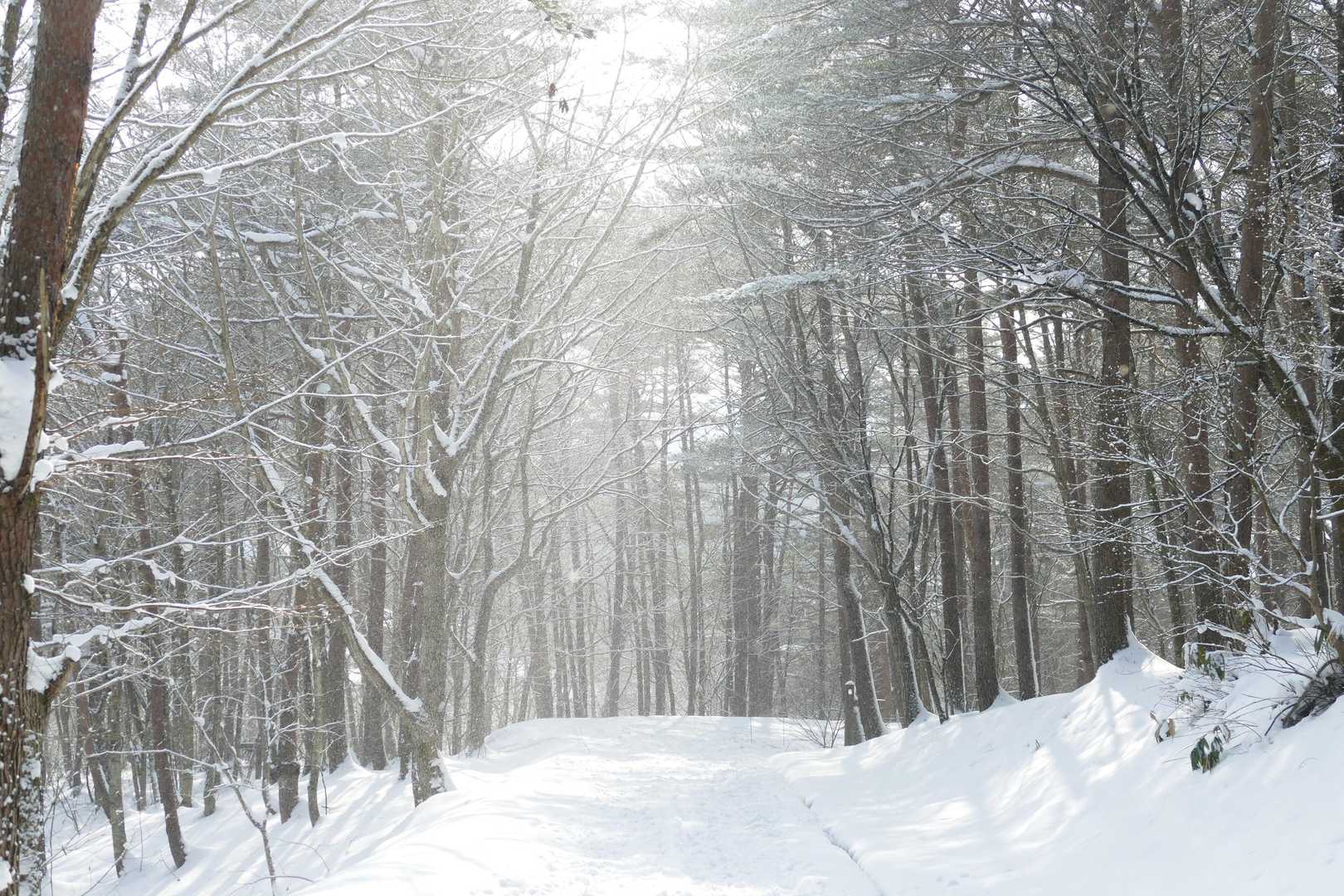 日の光が差し込んだら粉雪がキラキラ✨

写真には残せなかったけど綺麗でした🤗
