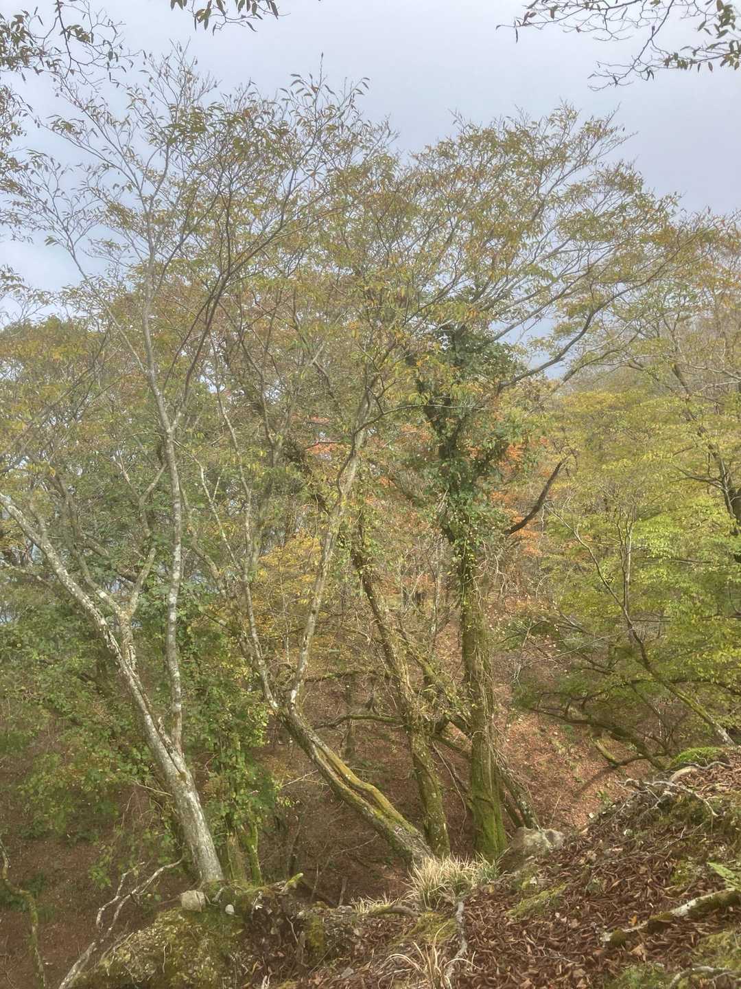 竜ヶ岳を無事通過して駐車場へ向かう途中の紅葉🍁です👀