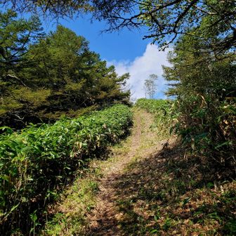 桟敷山への
ビクトリーロード