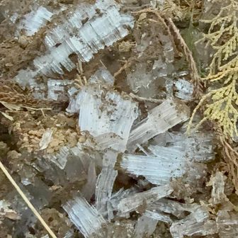 霜柱ができてるーーー❄️