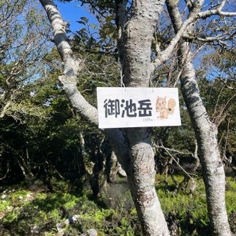 頂上🐿️