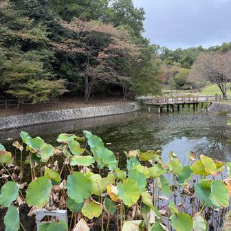 近畿道はこうやって綺麗な公園らしきものがよくある