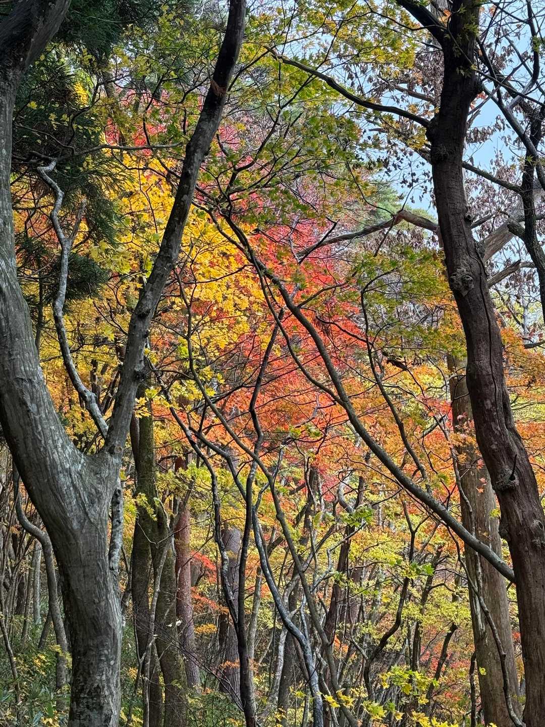 小雨に濡れる紅葉も素敵💓