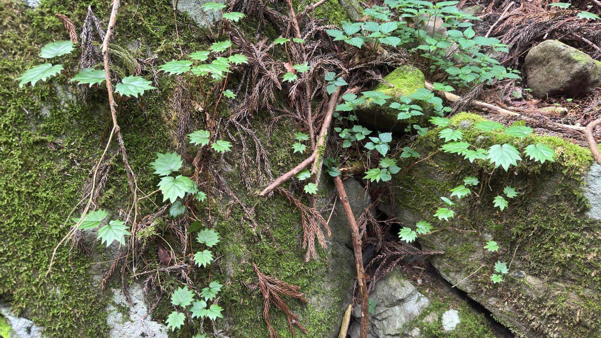 葉っぱの形が良いです🌱