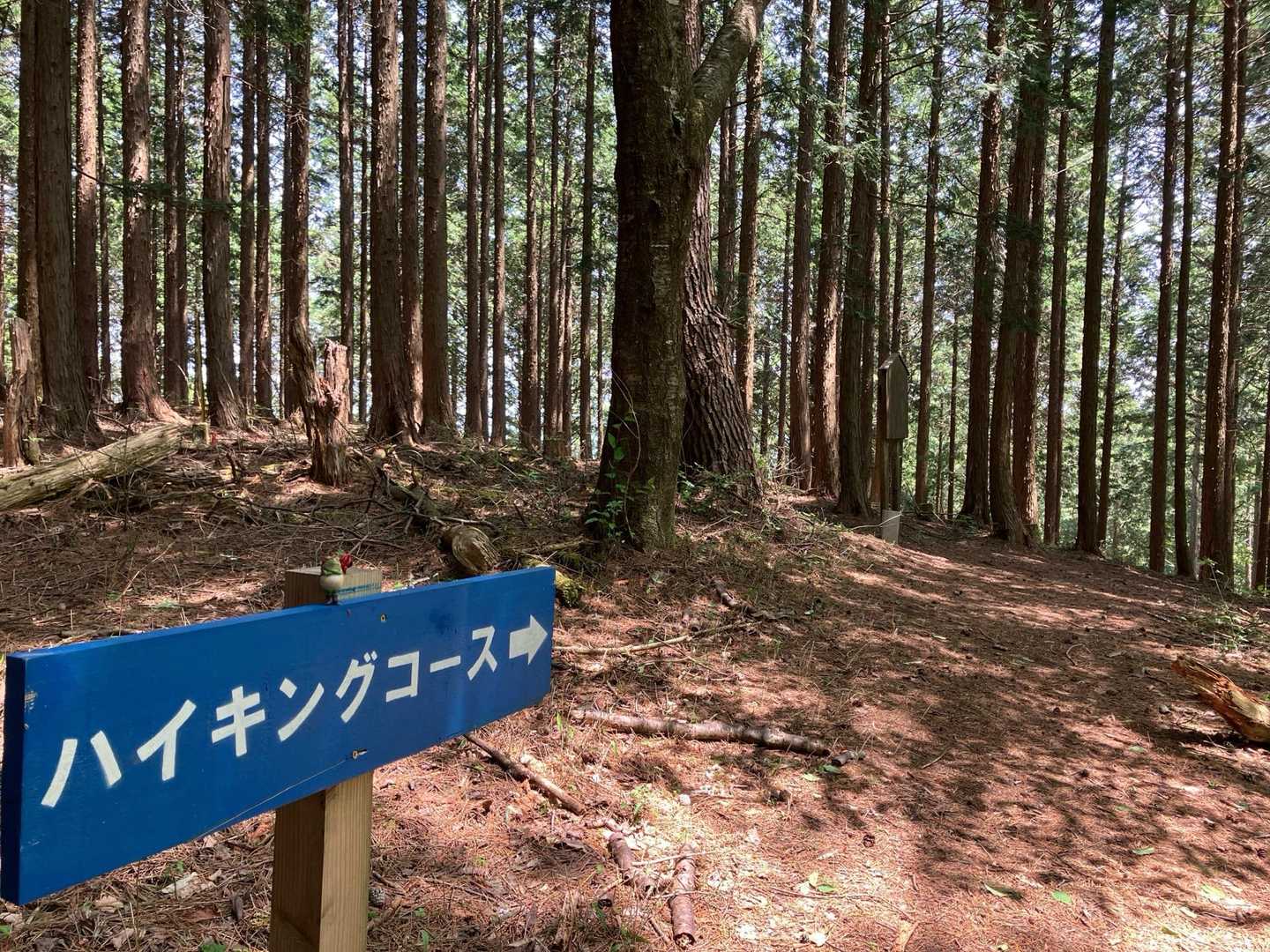 こっちでした😅