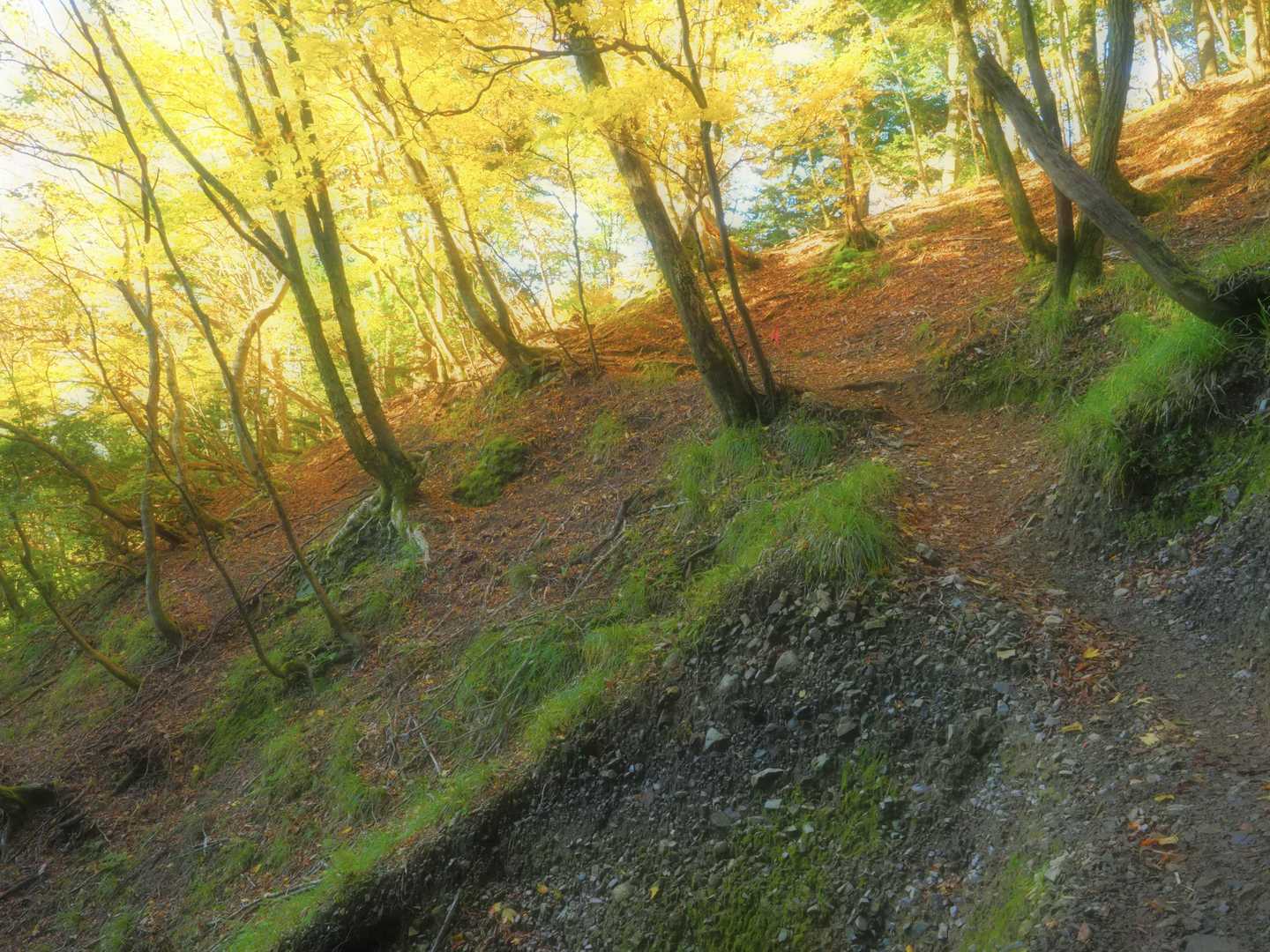 武平峠から雨乞岳 | 御在所・鎌ヶ岳の大パノラマ、鈴鹿セブンの一座の写真